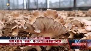 智慧大棚育“新星” 中江灵芝菇迎来首次收获