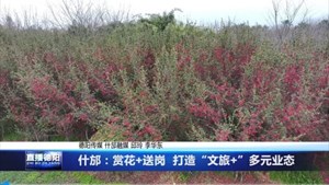 什邡：赏花+送岗 打造“文旅+”多元业态
