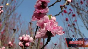 德阳：桃花朵朵开 春景醉人心