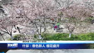 什邡：春色醉人 樱花盛开