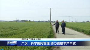 广汉：科学田间管理 助力夏粮丰产丰收