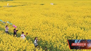 春天里的德阳：绵竹、什邡