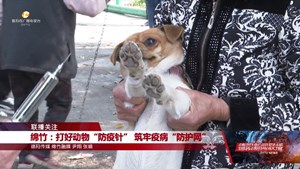 绵竹：打好动物“防疫针” 筑牢疫病“防护网”