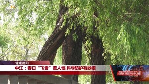 中江：春日“飞雪”惹人恼 科学防护有妙招