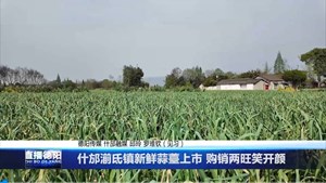 什邡湔氐镇新鲜蒜薹上市 购销两旺笑开颜