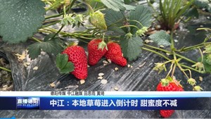 中江：本地草莓进入倒计时 甜蜜度不减
