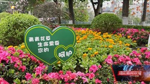 中江：文明养犬需尽责 莫让草坪变“雷区”