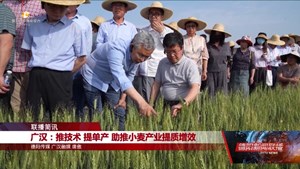 广汉：推技术 提单产 助推小麦产业提质增效