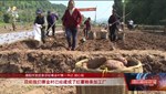 中江：党建引领春耕忙 红薯产业绘振兴