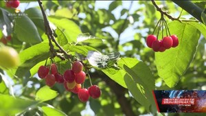 草莓唱罢樱桃登场 “瓜果经济”次第开