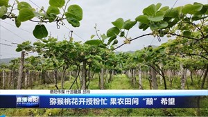 猕猴桃花开授粉忙 果农田间“酿”希望