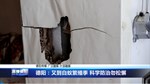 德阳：又到白蚁繁殖季 科学防治勿松懈