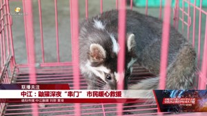 中江：鼬獾深夜“串门” 市民暖心救援
