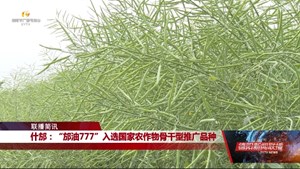什邡：“邡油777”入选国家农作物骨干型推广品种