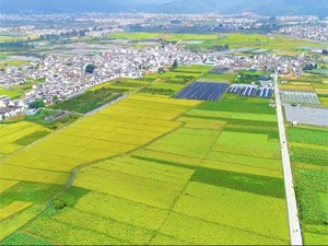 学习贯彻党的二十大精神 | 中江：加快高标准农田建设 筑牢粮食安全“耕”基